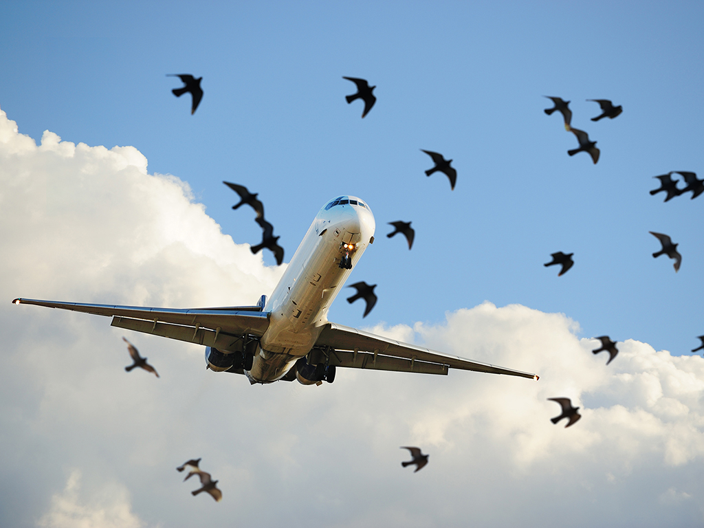 Полет самолета слушать. Это птица это самолет. Птицы и Авиация. Самолет в небе. Птица в полете.